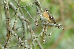 Cercotrichas quadrivirgata