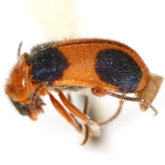 Collops tibialis