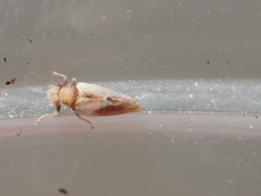 Nyctiphalerus vermiculosus