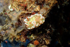 Ardeadoris symmetrica