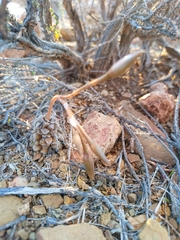 Anacampseros filamentosa