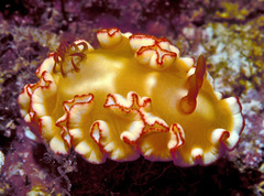 Ardeadoris symmetrica
