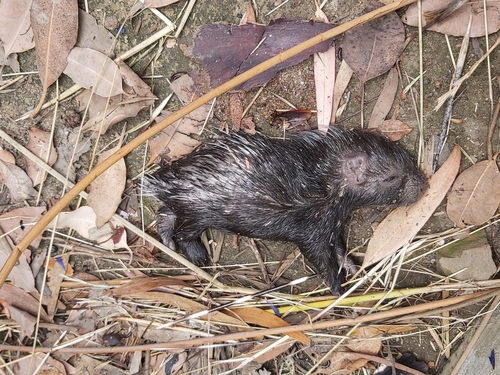 Cape Porcupine