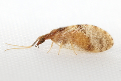 Sympherobius barberi