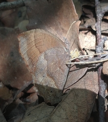 Pindis squamistriga