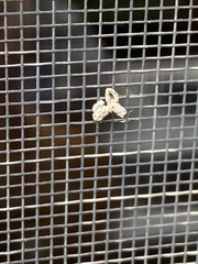 Maliattha synochitis