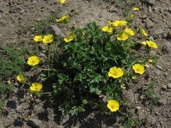 Potentilla gelida