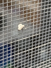 Maliattha synochitis