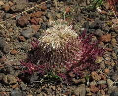 Jurinea moschus pinnatisecta