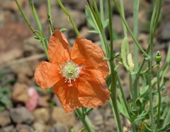 Papaver fugax