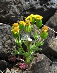 Senecio leucanthemifolius caucasicus