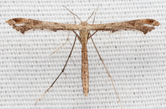 Stenoptilodes brevipennis