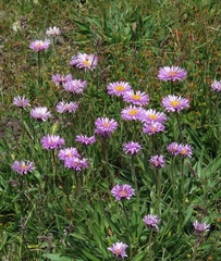 Erigeron caucasicus venustus