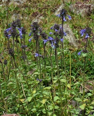 Nepeta betonicifolia