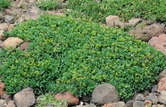 Sibbaldia parviflora