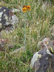 Tephroseris integrifolia