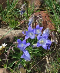 Campanula tridentata