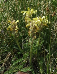 Pedicularis sibthorpii