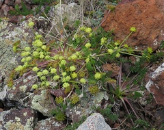 Chamaesciadium acaule