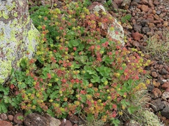 Potentilla gelida