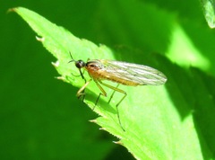 Empis trigramma
