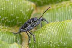 Trichophthalmus miltomerus