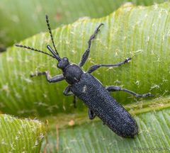 Trichophthalmus miltomerus