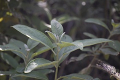 Pluchea carolinensis