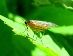 Empis trigramma