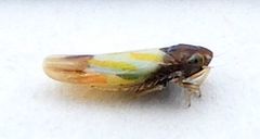 Erythridula bitincta