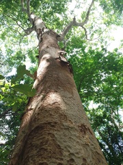 Albizia niopoides