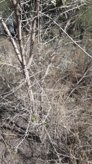 Prosopis pubescens