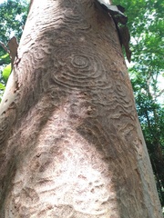 Albizia niopoides
