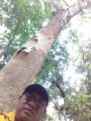 Albizia niopoides