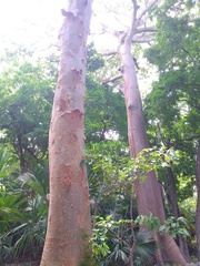 Albizia niopoides