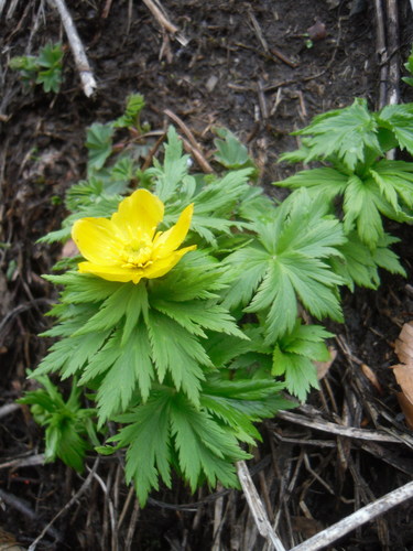 Trollius ranunculinus (Trollius ranunculinus)