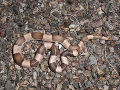 Phyllorhynchus browni