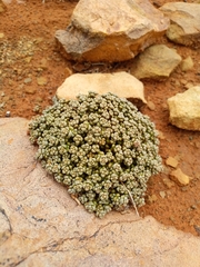 Crassula corallina