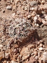 Sclerocactus whipplei