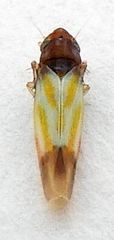 Erythridula bitincta