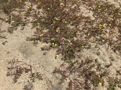 Camissonia strigulosa