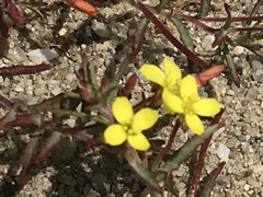 Camissonia strigulosa