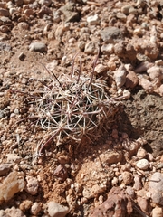 Sclerocactus whipplei