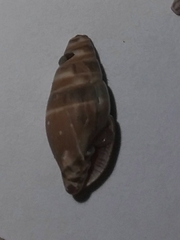Pusia ebenus