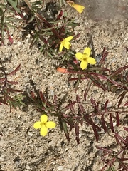 Camissonia strigulosa