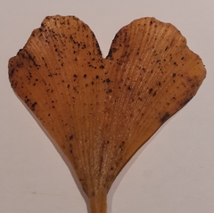 Bartheletia paradoxa