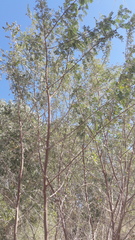 Prosopis pubescens