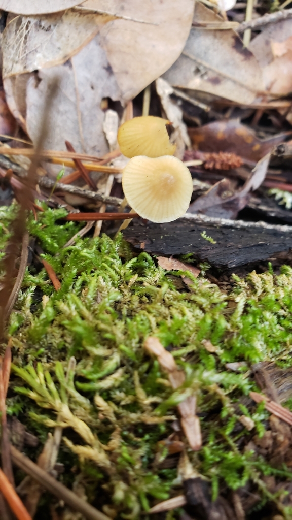 Phloeomana sp. 'minutula-CA01'