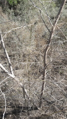 Prosopis pubescens