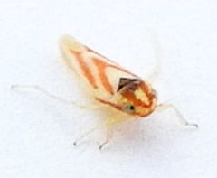 Erythridula noeva